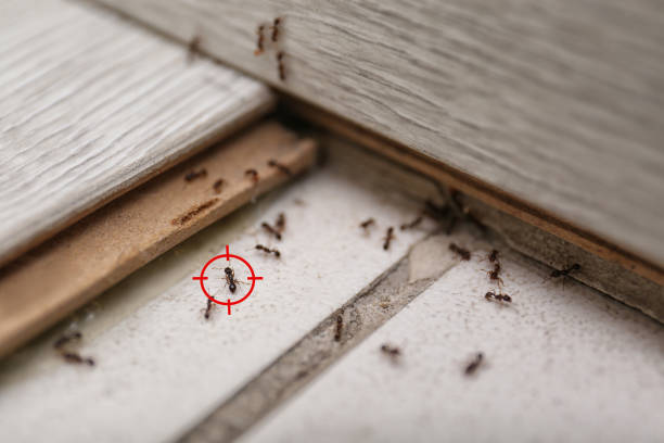 Best Ant Control Services  in Boaz, WV